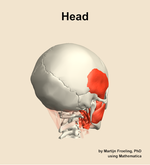 Muscles of the Head - orientation 7