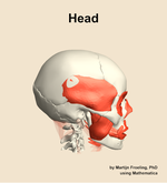Muscles of the Head - orientation 9