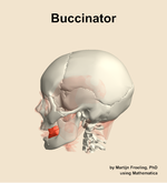 The buccinator muscle of the head - orientation 1