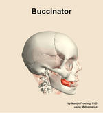 The buccinator muscle of the head - orientation 10