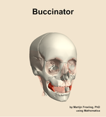 The buccinator muscle of the head - orientation 12