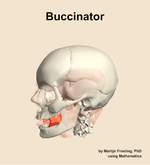 The buccinator muscle of the head - orientation 16