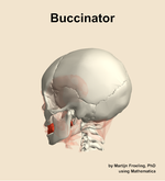 The buccinator muscle of the head - orientation 2