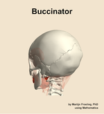 The buccinator muscle of the head - orientation 3