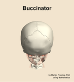 The buccinator muscle of the head - orientation 5
