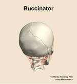 The buccinator muscle of the head - orientation 6
