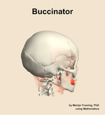 The buccinator muscle of the head - orientation 8