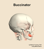 The buccinator muscle of the head - orientation 9