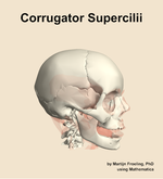 The corrugator supercilii muscle of the head - orientation 10