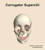 The corrugator supercilii muscle of the head - orientation 13