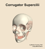 The corrugator supercilii muscle of the head - orientation 14