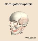 The corrugator supercilii muscle of the head - orientation 15