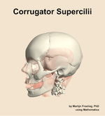 The corrugator supercilii muscle of the head - orientation 16