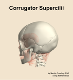 The corrugator supercilii muscle of the head - orientation 2