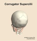 The corrugator supercilii muscle of the head - orientation 4