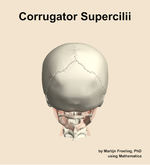 The corrugator supercilii muscle of the head - orientation 5
