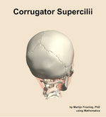 The corrugator supercilii muscle of the head - orientation 6
