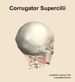 The corrugator supercilii muscle of the head - orientation 7