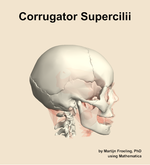 The corrugator supercilii muscle of the head - orientation 9