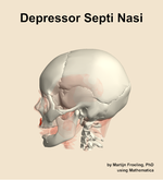 The depressor septi nasi muscle of the head - orientation 1