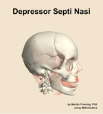 The depressor septi nasi muscle of the head - orientation 10