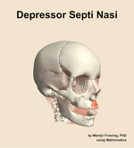 The depressor septi nasi muscle of the head - orientation 11