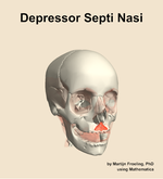 The depressor septi nasi muscle of the head - orientation 12