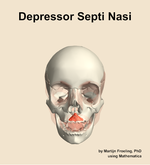 The depressor septi nasi muscle of the head - orientation 13