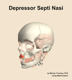 The depressor septi nasi muscle of the head - orientation 15