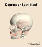 The depressor septi nasi muscle of the head - orientation 16