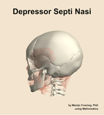 The depressor septi nasi muscle of the head - orientation 2