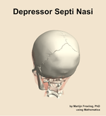 The depressor septi nasi muscle of the head - orientation 4