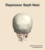The depressor septi nasi muscle of the head - orientation 5