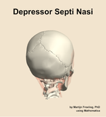 The depressor septi nasi muscle of the head - orientation 6