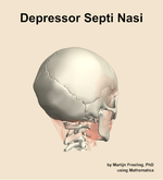 The depressor septi nasi muscle of the head - orientation 7