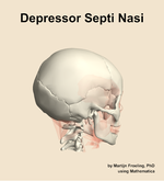 The depressor septi nasi muscle of the head - orientation 8