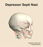 The depressor septi nasi muscle of the head - orientation 9