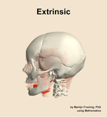 The extrinsic muscle of the head - orientation 1