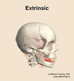 The extrinsic muscle of the head - orientation 10