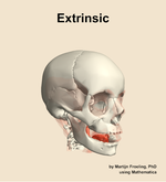 The extrinsic muscle of the head - orientation 11