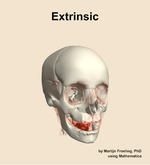 The extrinsic muscle of the head - orientation 12