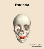 The extrinsic muscle of the head - orientation 13