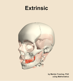 The extrinsic muscle of the head - orientation 15