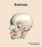 The extrinsic muscle of the head - orientation 16