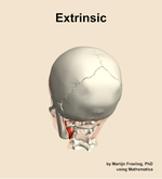 The extrinsic muscle of the head - orientation 4