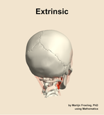 The extrinsic muscle of the head - orientation 6