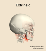 The extrinsic muscle of the head - orientation 8