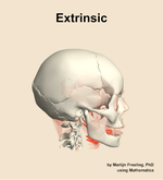 The extrinsic muscle of the head - orientation 9