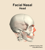 Muscles of the facial nasal compartment of the head - orientation 10