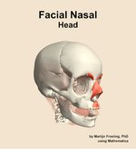 Muscles of the facial nasal compartment of the head - orientation 11